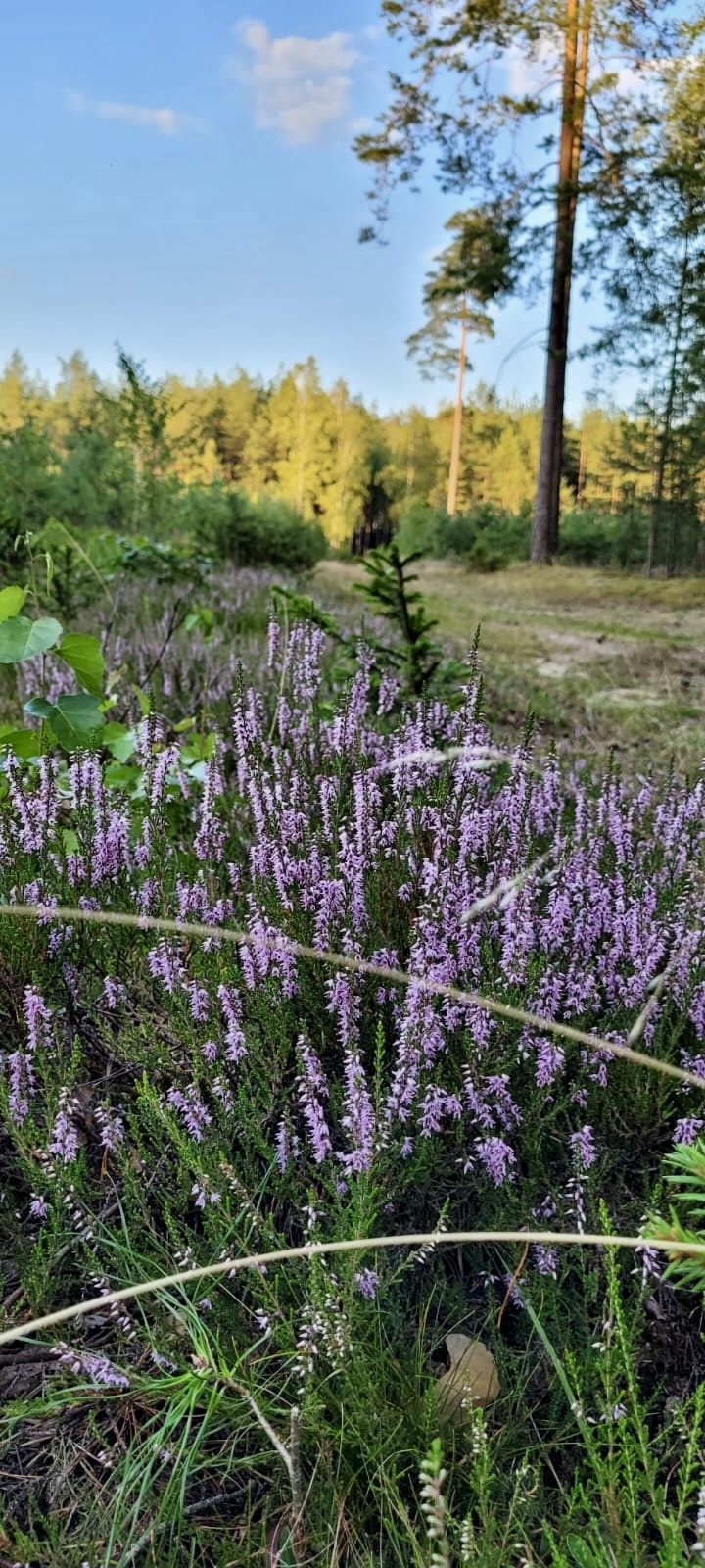Dom z rowerami do wynajęcia - zdjęcie 2