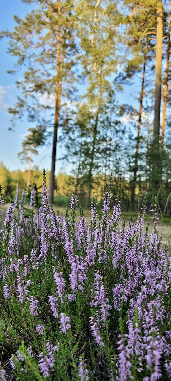 Dom z rowerami do wynajęcia - zdjęcie 3